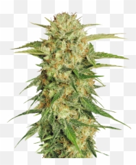 Download Cannabis Png Image For Free - Cannabis Sativa Emoji,Cannabis Emoji