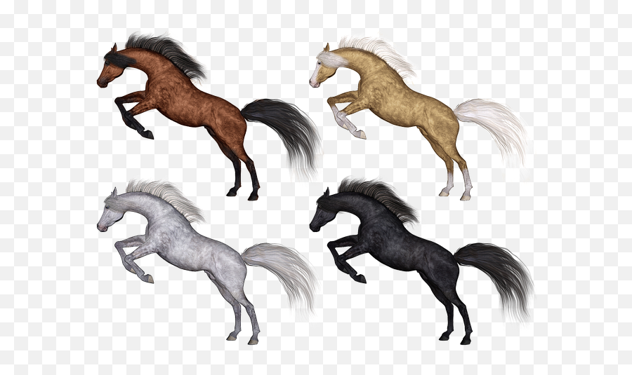 Free Photo Arab Ponies Pony Purebred Horses Arabian Horse - Rössli Waldstatt Emoji,Horses Emotions
