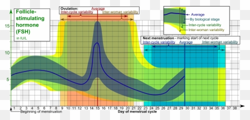 How Menstrual Cycle Affects Women - Fsh Levels During Cycle Emoji,Menstrual Cycle Emotions
