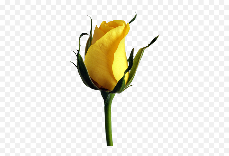 Fill Transparent Png Regions - Im Sorry Yellow Roses Emoji,Generate Random Flower Emojis Javascript