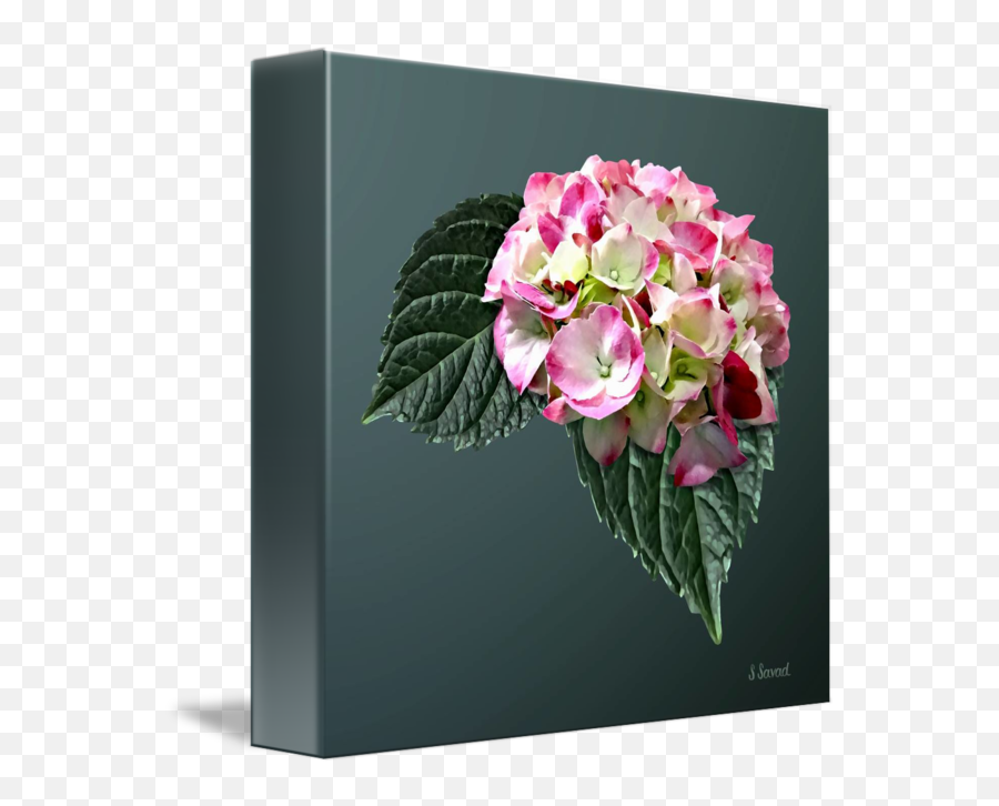 Elegant Pink And White Hydrangea By Susan Savad Emoji,What Emotion Is Pink