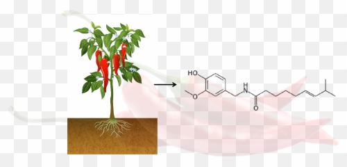Traditional Medicine Research Emoji,Ding Zhi Wan Settle The Emotions Pill