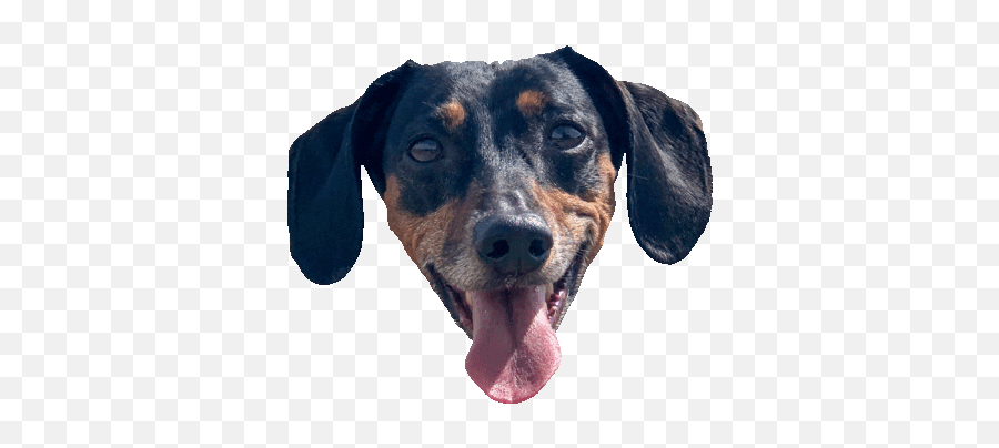 Dog Love Sticker By Chummy Chum Chums For Ios U0026 Android - Collar Emoji,Weenie Dog Emoji