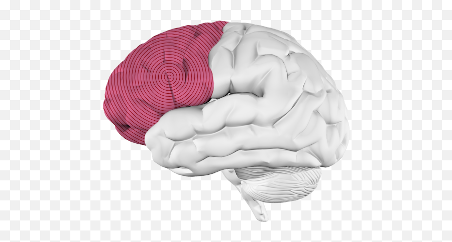 Music And The Brain What Happens When Youu0027re Listening To Music - Brain With Frontal Lobe Highlighted Emoji,Emotions Of Musical Keys