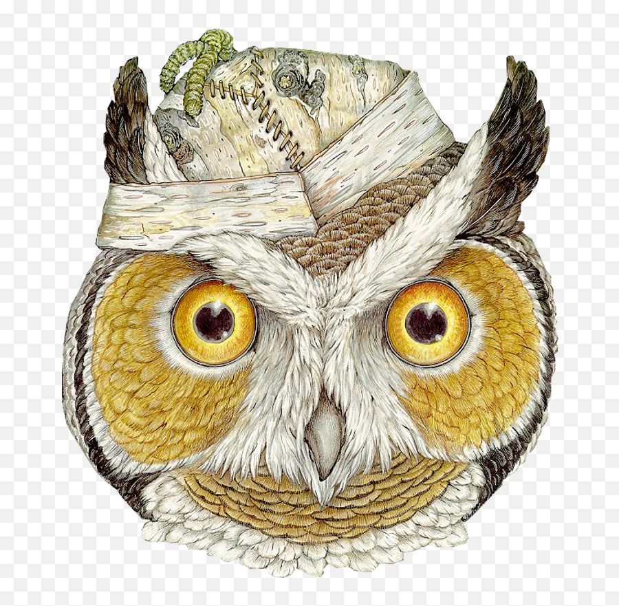 Owls Drawing Owl Owl Art - Eastern Screech Owl Emoji,Screech Emoji