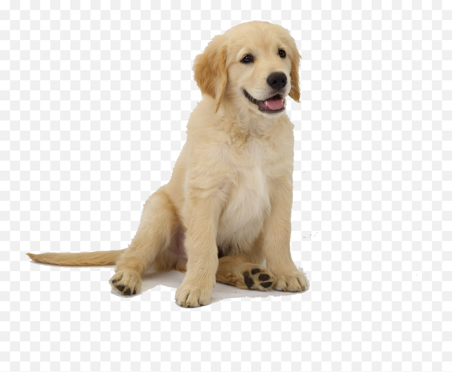 Labrador Retriever Puppy Clip Art - Dog Golden Retriever Golden Retriever Puppy Clip Art Emoji,Dogs Pick Up On Our Emotions
