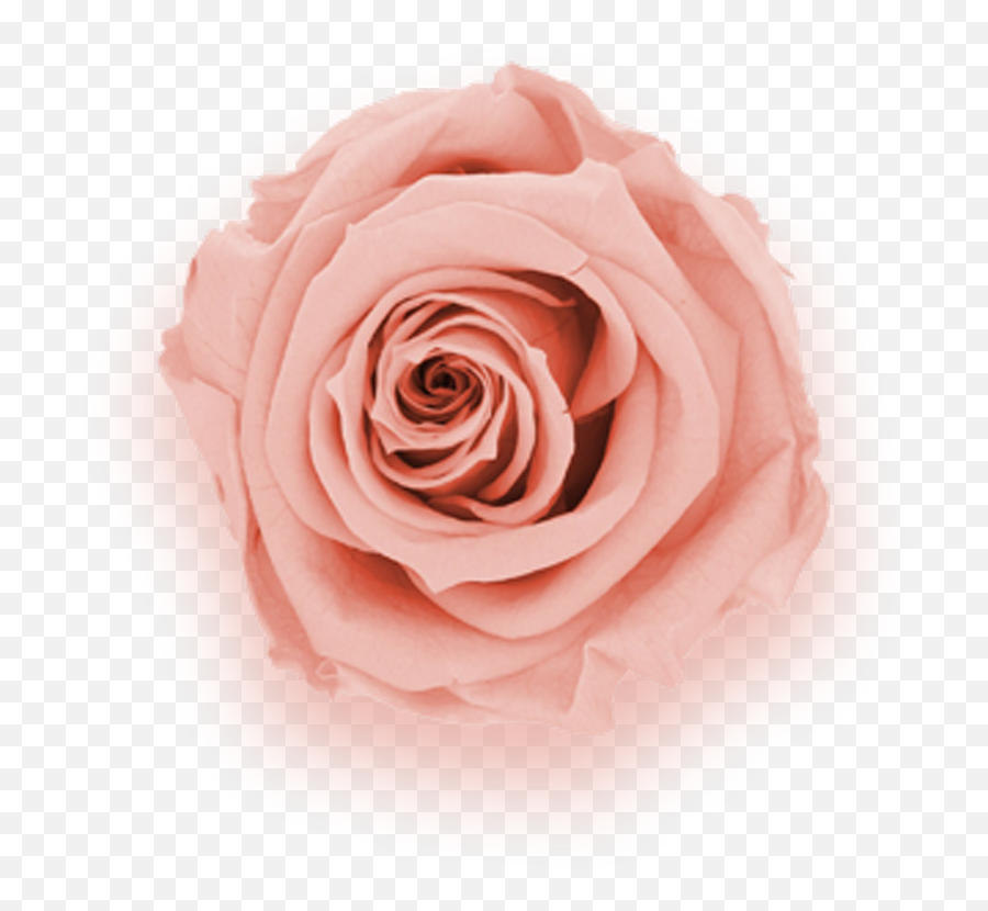 Preserved Rose Colors Their Meanings - Girly Emoji,Deep Emotions Roses