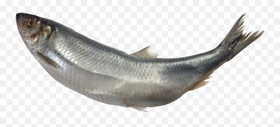 Png Images Fish - Transparent Fish No Background Emoji,Fish Relating To Emotions