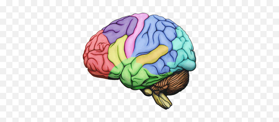 Cognitive Neuroscience Course - Neuropsychology Gif Emoji,Brain Emotion Gif