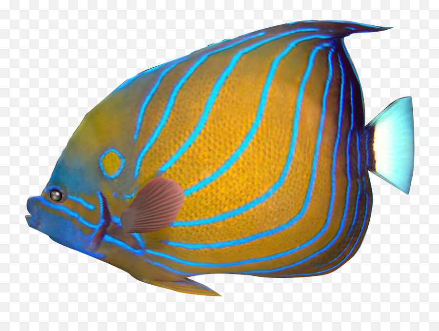 Marine Fish Clipart Transparent Fish - Tropical Fish Png Realistic Tropical Fish Clipart Emoji,Fish Hook Emoji
