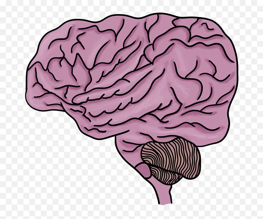 Brain Body Part Organ Emoji,Brain Part And Emotion