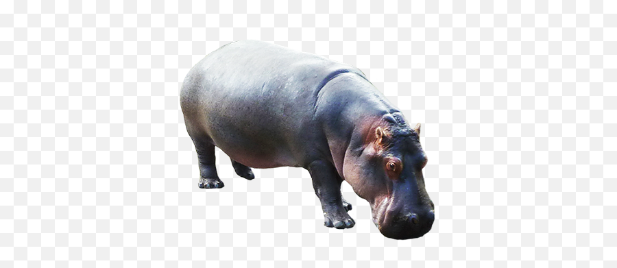 Animal Clip Art - Hippo Transparent Background Emoji,Hippo Emoticons