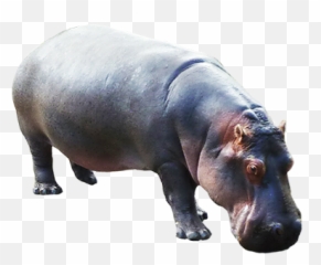 Animal Clip Art - Hippo Transparent Background Emoji,Hippo Emoticons