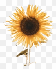 Brown Butterfly Perched On Yellow Flower In Close Up Emoji,Bee And Sunflower Emoji