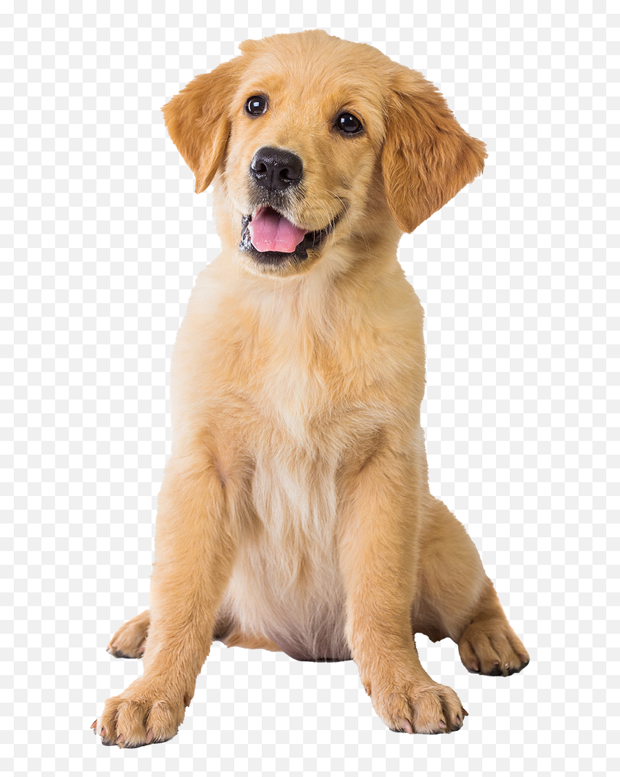 Your Choice For Lancaster Puppies The 8 Reasons To Pick - Dogs For Sale In Lancaster Pa Emoji,Dogs Pick Up On Our Emotions