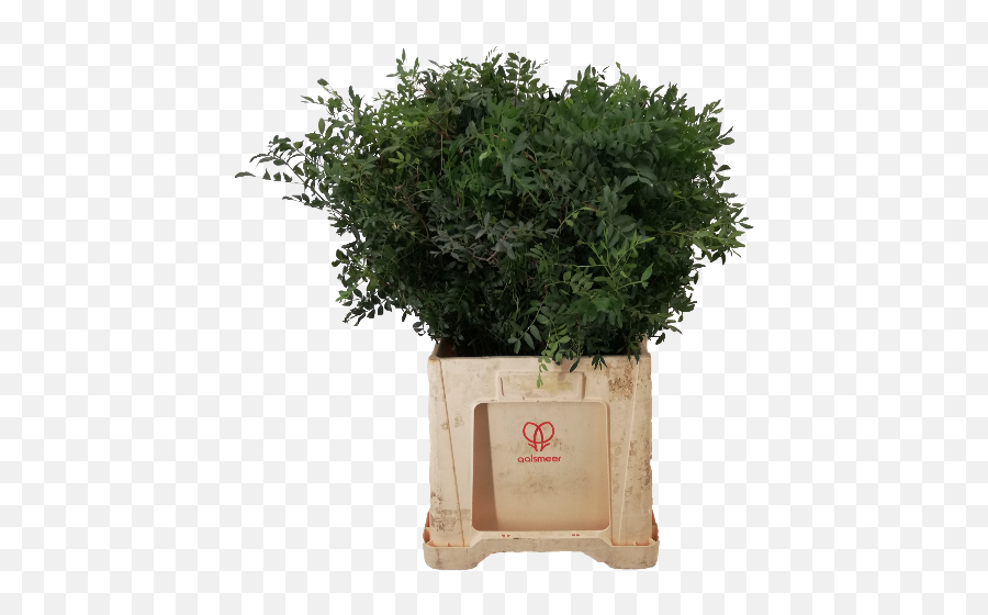 Bloomx - Fines Herbes Emoji,Hydrangea Macrophylla Emotion