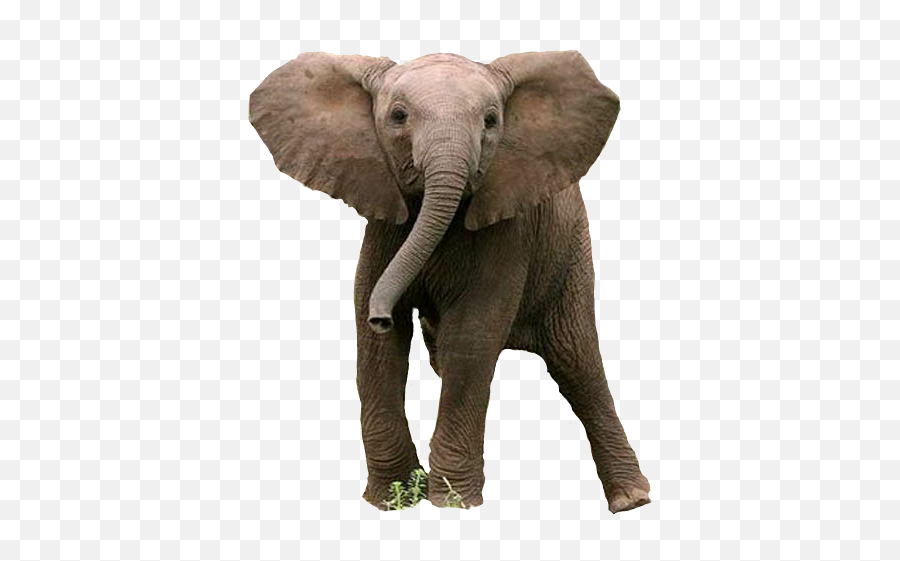 Baby Elephant Sticker Sticker - Éléphanteau Emoji,Baby Elephant Emoji