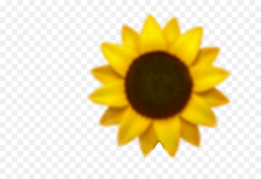 Sunflower Yellowaesthetic Yellow - Aesthetic Sunflower With Transparent Background Emoji,Sunflower Emoji Iphone