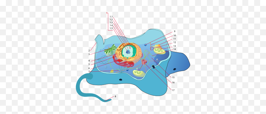 Célula Animal - Wikipedia La Enciclopedia Libre Célula Membrane Bound Organelles Emoji,Godzilla Emotion Chart