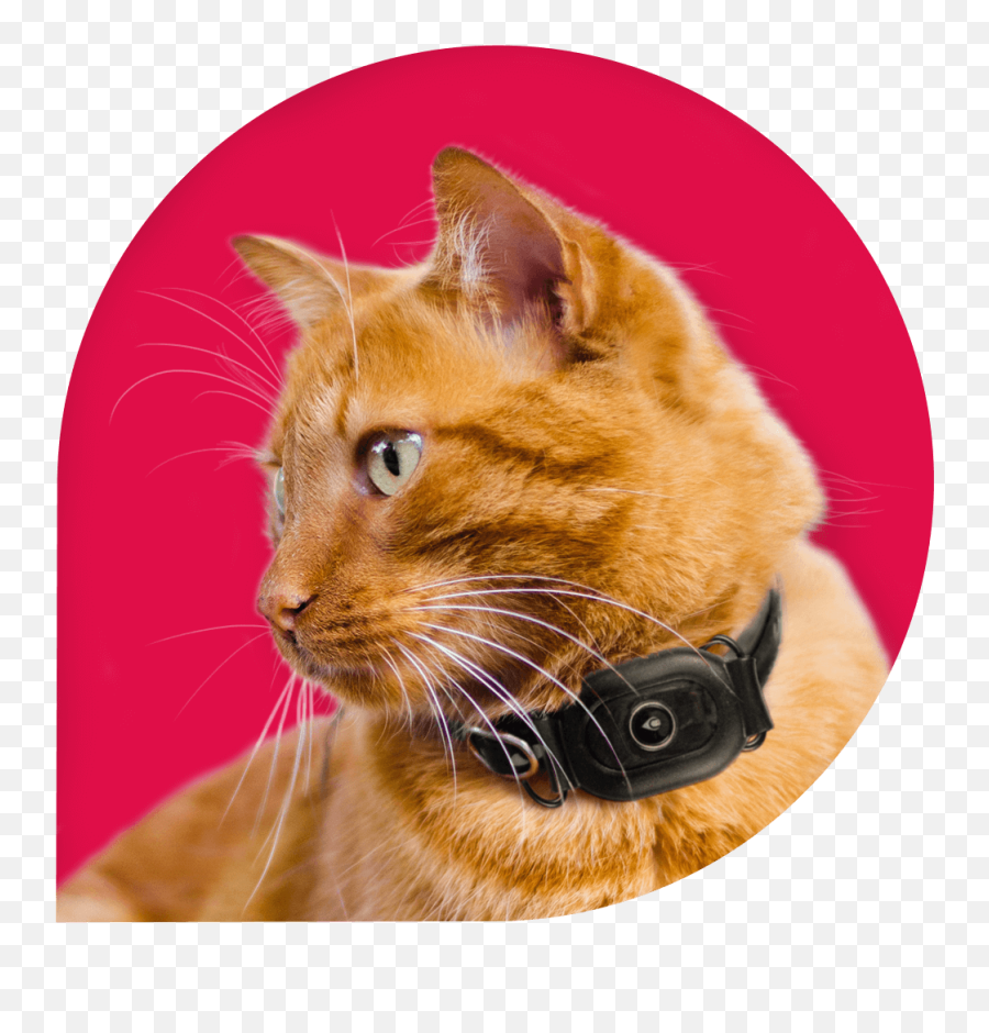 Cat Tracker - Ubee Cat Gps Tracker For Cats Emoji,Kitten Emoticon 112x112