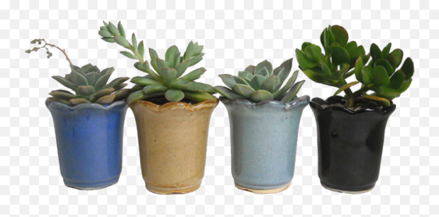 Succulents Polyvore - Potted Plant Png Aesthetic Emoji,Strange Pear Hoe Emotion