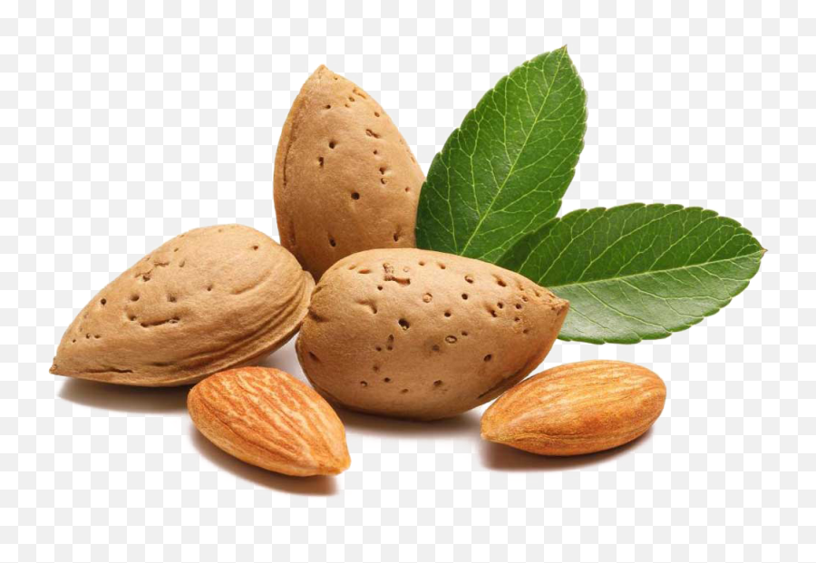 Png Images Pngs Almond Almonds 18png Snipstock - Transparent Background Almond Png Emoji,Almond Emoticon