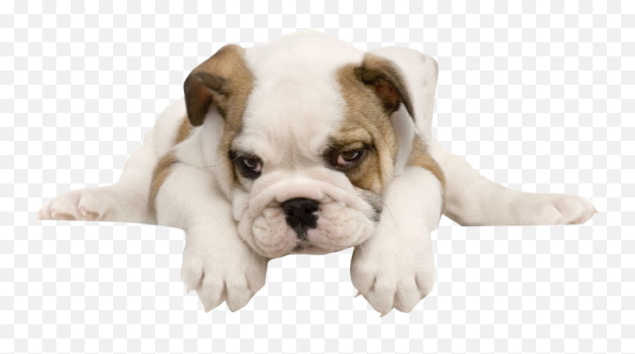 The Most Edited - Puppy Bulldog Png Emoji,English Bulldog Emoji