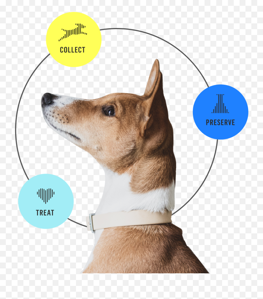 Stem Cell Banking For Pets - Canine Stem Cell Therapy Banking Emoji,Episode 99: Animal Emotions - Does Your Pet Really Have Feelings? Transcript Stem Cell Banking For Pets - Canine Stem Cell Therapy Banking Emoji,Episode 99: Animal Emotions - Does Your Pet Really Have Feelings? Transcript