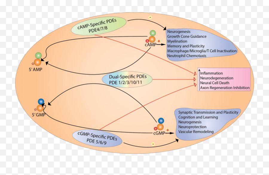 Role Of Pdes In Neuroprotection And Neurorepair Download Emoji,Menominc For 7 Univeral Emotions