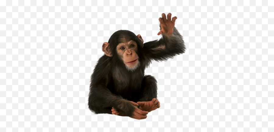 Sitting Monkey Black Png Images Download - Yourpngcom Emoji,Chimpanzee Emoji Png