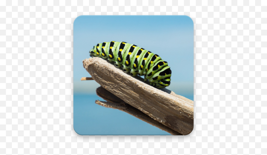 Caterpillar Wallpapers Apk Android Emoji,Caterpillar Emoji Android