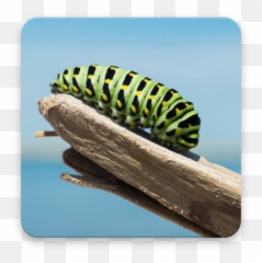 Caterpillar Wallpapers Apk Android Emoji,Caterpillar Emoji Android