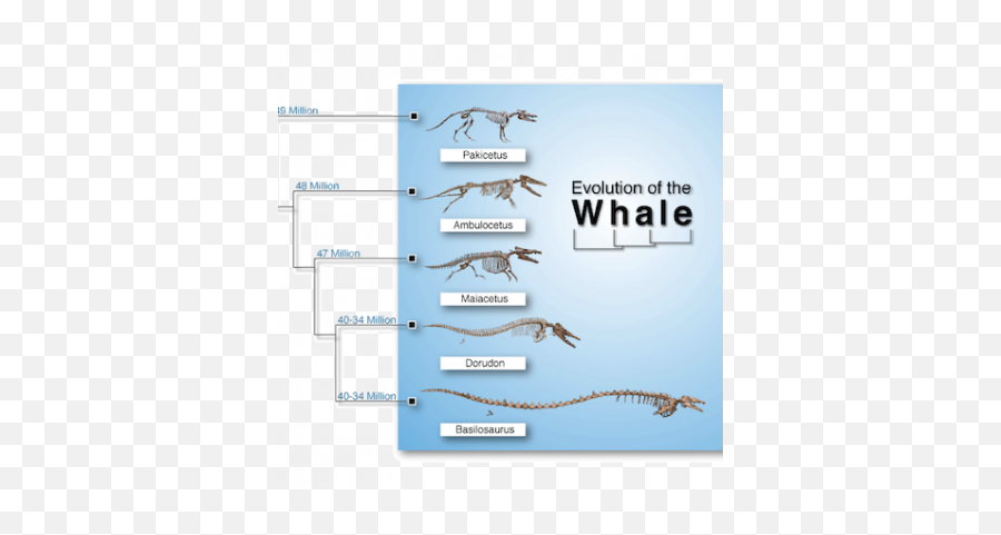 Evidences For Evolution The Whalesu0027 Tale - Articles Biologos Emoji,Evolution & Emotions