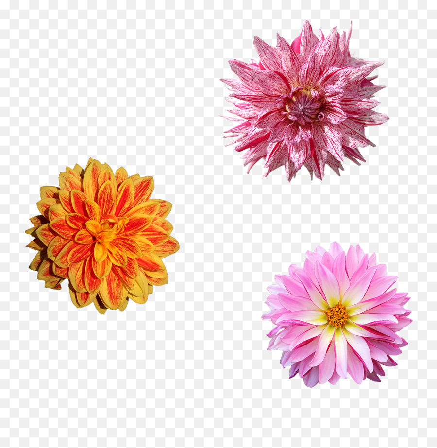 Onmo U2013 Onmou2026 The Home Of Gardenia Projardins And Meraseeds Emoji,Petal Emoji