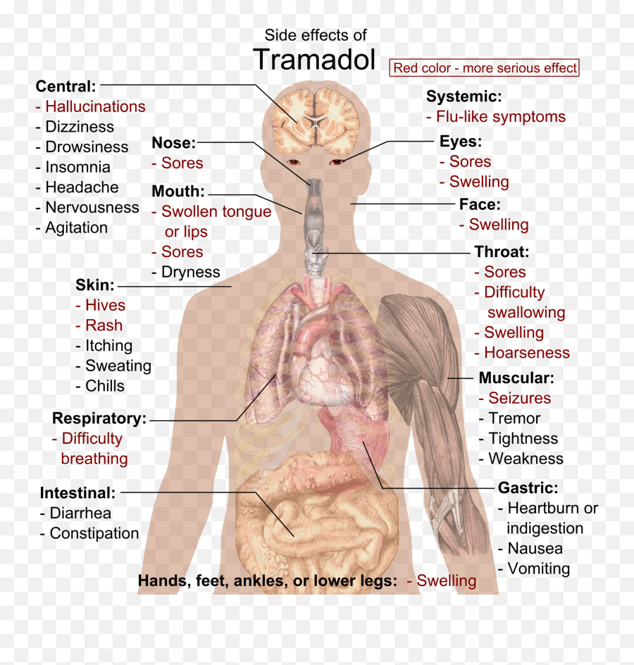 Difference Between Seizure And Tremor Difference Between - Diagram Of The Digestive System Leaving Cert Biology Emoji,Emotions Stored In Muscles