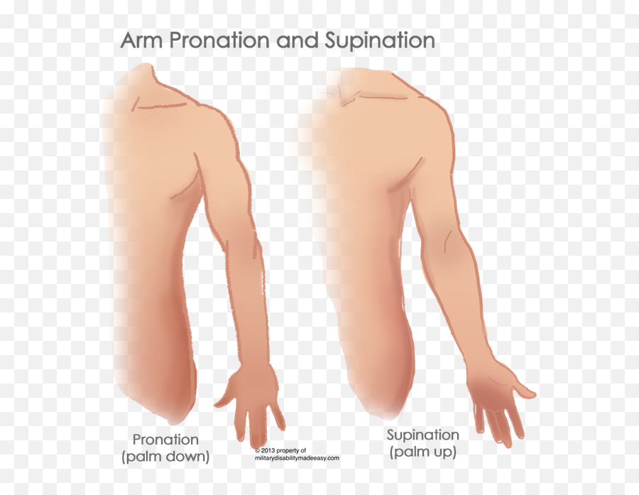 Biceps Drawing Male Arm Muscle - Linear Scar Transparent Deltoid Implantation Scar Parathyroid Emoji,Muscular Arm Emoji