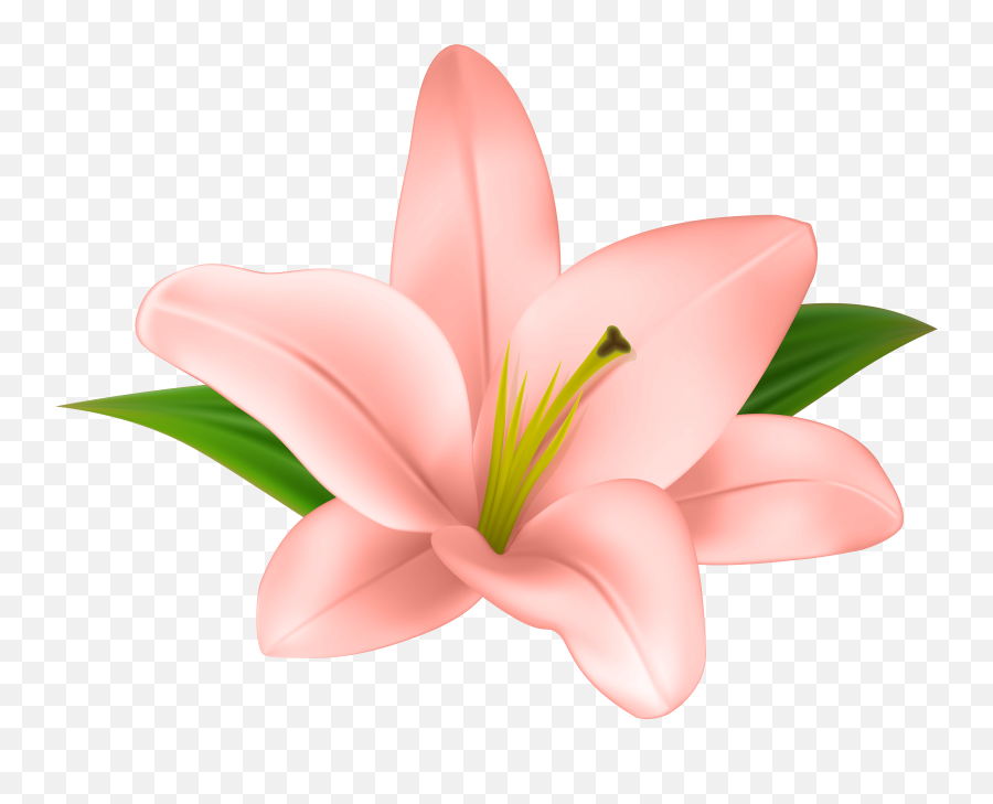 Lily Flower Png - The Home Garden Transparent Clip Art Flower Emoji,Lilly Emoji