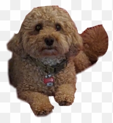 The Most Edited Adorbs Picsart - Curly Emoji,Emoji Hot Drink And Poodle