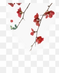 Discover Your Chi U2014 Lakanto Emoji,Emotion Balancer