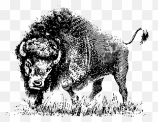 Agresivo Imágenes - Bison Drawing Png Emoji,Emoticon Agresivo