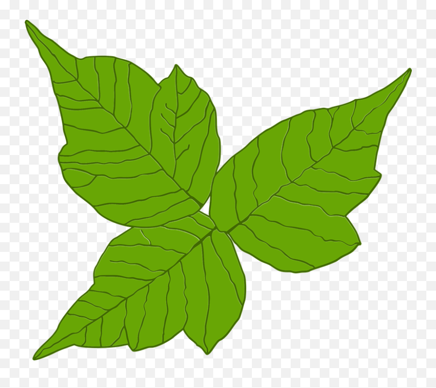Poison Ivy Itch Danger - Transparent Poison Ivy Leaf Emoji,Poison Ivy Leaf Emoticon