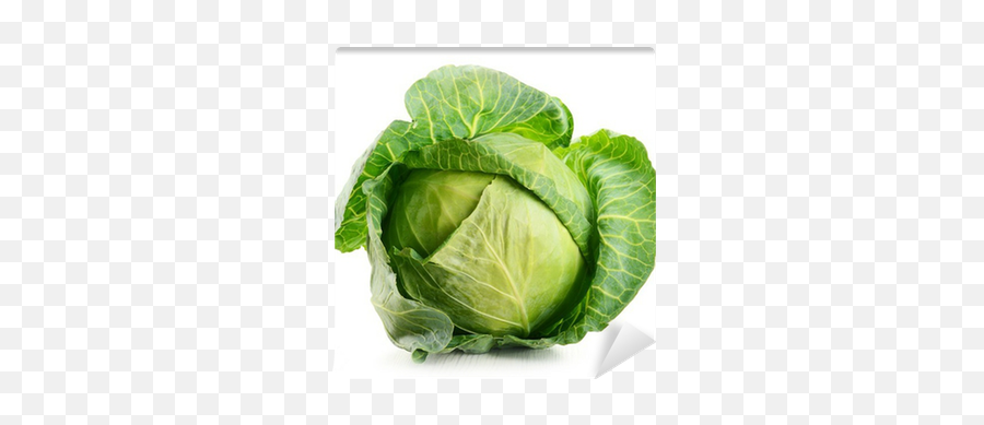 Raw Cabbage Isolated On White Wall Mural U2022 Pixers - We Live To Change Cabbage Leafy Vegetables Emoji,Cabbage Emoticon