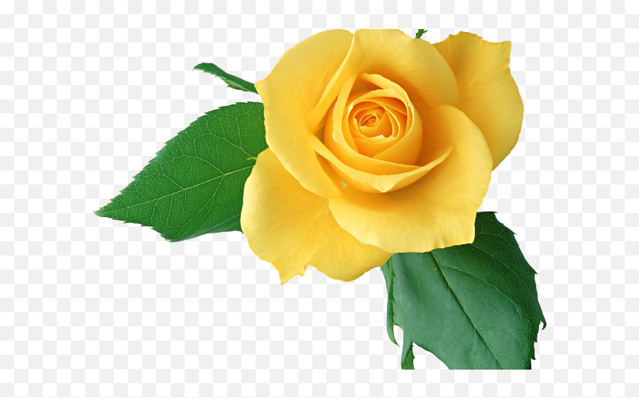 Yellow Rose Clipart Light Yellow - Single Flowers Rose Hd Emoji,Yellow Rose Emoticon Facebook