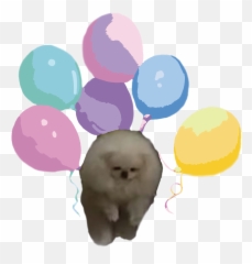 110 Exploring Image Pomeranian Ideas Pomeranian Emoji,Rpg Maker Multiple Emotion Balloons Script