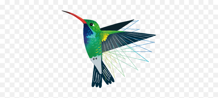 Texas Birds Sticker Pack By Texas Parks U0026 Wildlife - Bee Hummingbird Emoji,Hummingbird Emoji