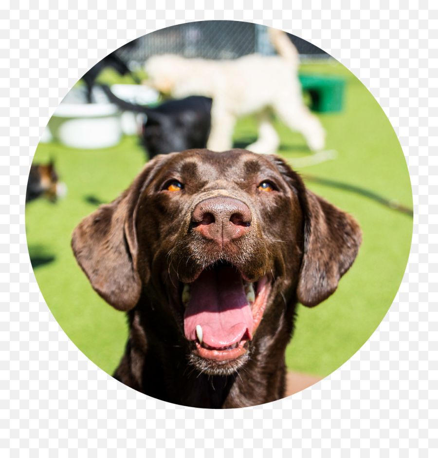 Daycare In Jm Pet Resort - Brockton Labrador Retriever Emoji,Dogs Pick Up On Our Emotions