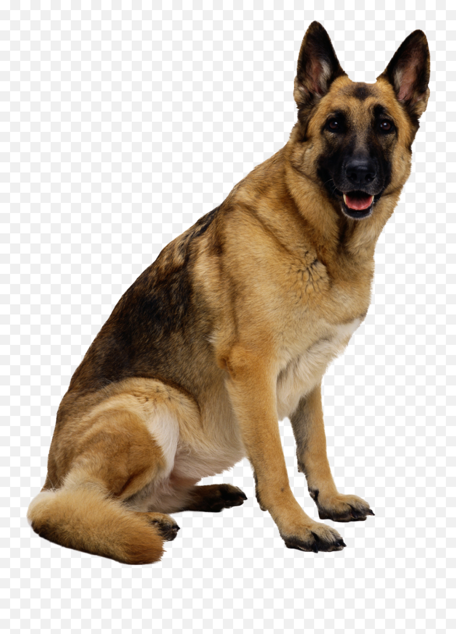 Dog Clipart Transparent Background Dog Transparent - German Shepherd Png Transparent Emoji,Doge Emoji Png