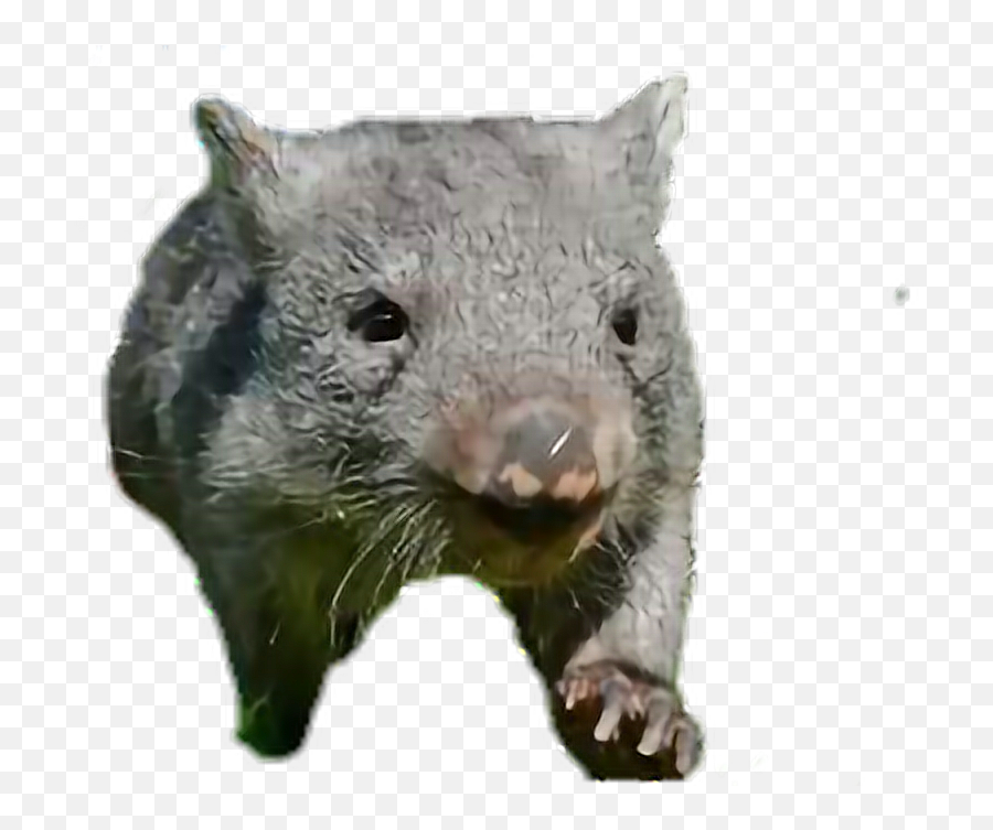 Animal Wombat Australia Cute Sticker - Common Wombat Emoji,Wombat Emoji