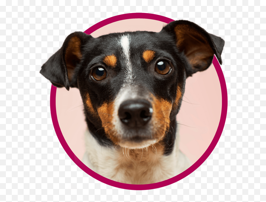 Vet Clinic In Cincinnati Bridgetown Emoji,Jaap Animal Emotion
