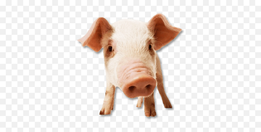 Pig Png Images Cartoon Pig Baby Pig - No Background Pig Emoji,Pig Emoji Mages Transparent Background